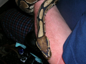 Aahz climbing Fred's arm